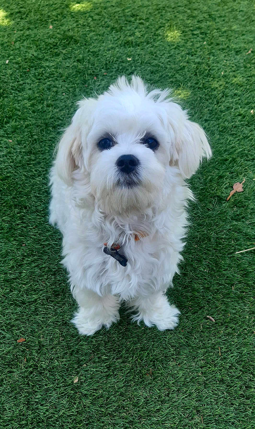 Velours a rejoint le concours — aidez-le/la à gagner de superbes lots ! dog, white_dog, fluffy, fur, collar, tag, grass, outdoor, pet, animal, cute, portrait, standing, small_dog, canine, nature, greenery, daylight, looking_at_camera, adorable