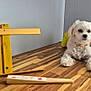 Velours a rejoint le concours — aidez-le/la à gagner de superbes lots ! animal, calm, companion, curious, dog, domestic, fur, furniture, indoor, laying_down, light, minimalistic, pet, quiet, relaxed, tabletop, white_dog, wooden_paddle, wooden_table, yellow_stand