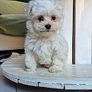 Velours a rejoint le concours — aidez-le/la à gagner de superbes lots ! puppy, dog, white, fluffy, toy, blue_ball, wooden_surface, tile_floor, indoor, cute, pet, animal, small_dog, playful, fur, sitting, adorable, companion, domestic, young
