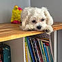 Velours participe au concours pour gagner de l'argent avec cette photo : bookcase, books, colorful_books, contemplative, cozy, cute, dog, fluffy, furniture, home, indoor, living_room, pet, resting, shelf, stuffed_toy, toy, white_dog, wooden_shelf, yellow_toy