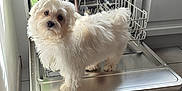 Velours a rejoint le concours — aidez-le/la à gagner de superbes lots ! dog, white_dog, fluffy, small_dog, dishwasher, kitchen, appliance, pet, curious, standing, tile_floor, open_dishwasher, indoor, household, looking_up, fur, companion, domestic_animal, cute, alert