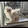 dog, white_dog, fluffy, small_dog, dishwasher, kitchen, appliance, pet, curious, standing, tile_floor, open_dishwasher, indoor, household, looking_up, fur, companion, domestic_animal, cute, alert