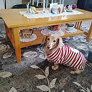 Daisy joined the competition — help win amazing prizes! animal, carpet, cozy, cute, decor, dog, domestic, floor, furniture, home, indoor, knick_knacks, living_room, pet, photo_frame, rug, small_dog, striped_clothing, sweater, wooden_table