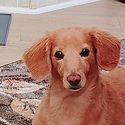 Daisy is registered to the contest to win money with this photo: animal, calm, carpet, cozy, cute, dog, ears, eyes, face, floor, fur, golden_dog, home, indoor, looking, mammal, nose, pet, portrait, relaxed