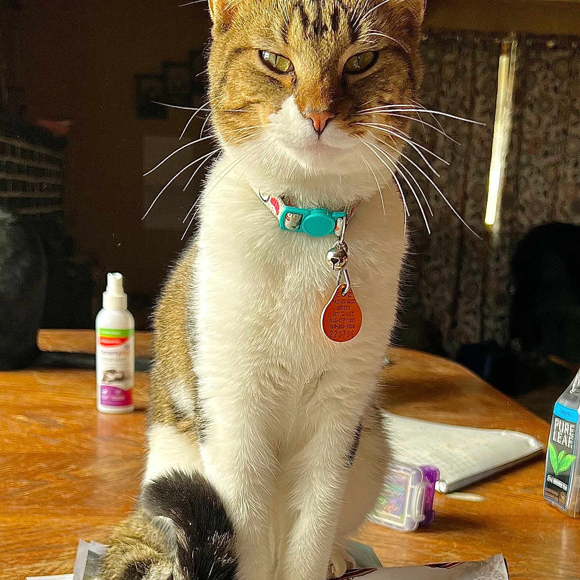 Archie is registered to the contest to win money with this photo: bell, cat, close_up, collar, curtains, domestic, feline, fur, household_items, indoor, natural_light, notebooks, papers, pet, sitting, tabby_cat, table, tail, whiskers, wooden_surface