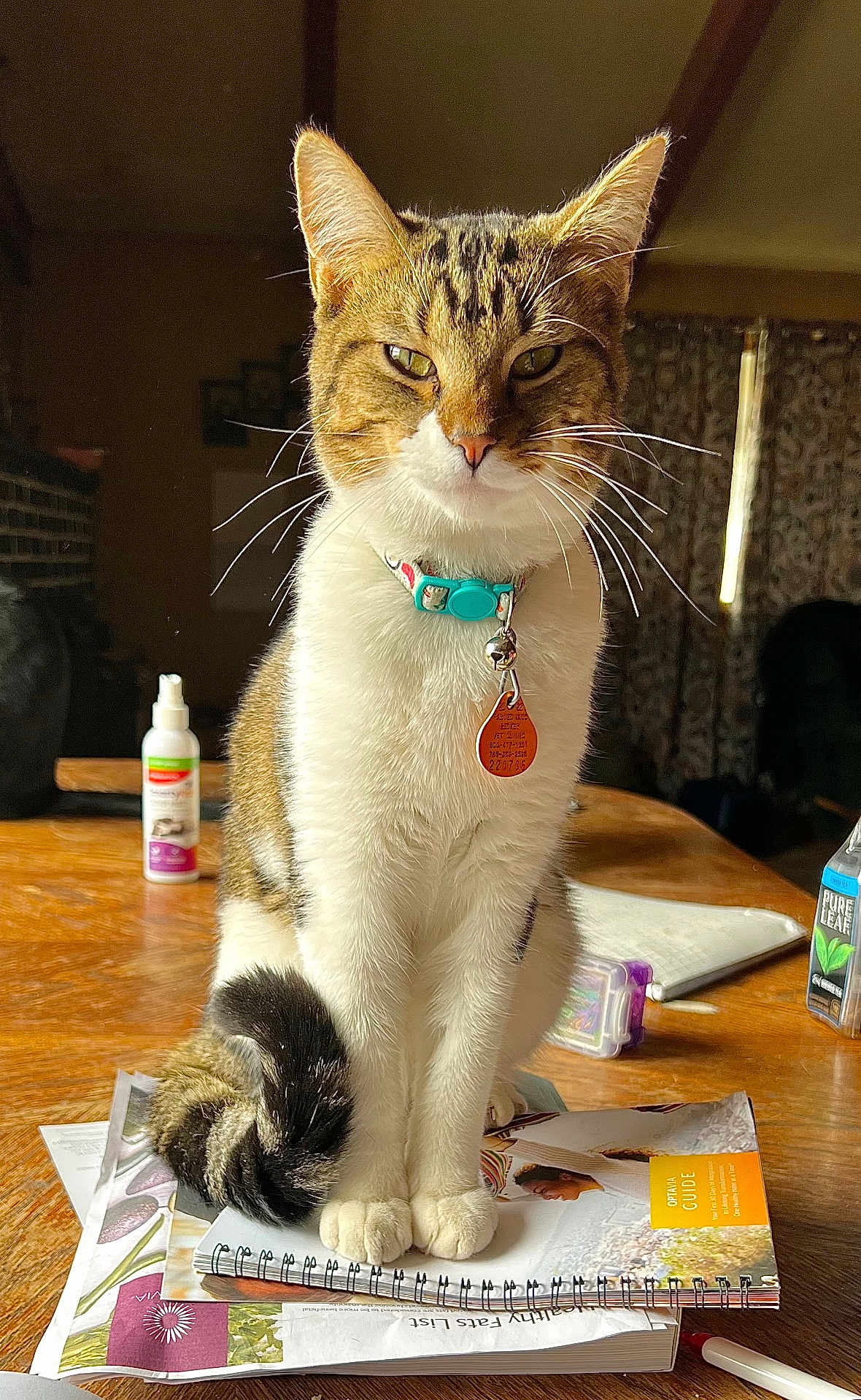 Archie is registered to the contest to win money with this photo: cat, tabby_cat, collar, bell, table, notebooks, papers, indoor, natural_light, wooden_surface, curtains, household_items, pet, feline, sitting, close_up, domestic, fur, whiskers, tail