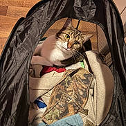 Archie joined the competition — help win amazing prizes! cat, tabby_cat, laundry_basket, clothes, fabric, indoor, wooden_floor, pet, curious, feline, mesh, zipper, casual, resting, looking_up, cozy, household, domestic_animal, animal, cute