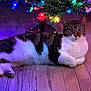 Archie joined the competition — help win amazing prizes! cat, christmas_tree, holiday_lights, wooden_floor, indoor, pet, animal, festive, colorful_lights, relaxed, feline, decorations, cozy, home, christmas, tabby_cat, white_fur, striped, resting, soft_lighting