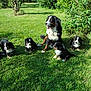 Jazzy Blue participe au concours pour gagner de l'argent avec cette photo : australian_shepherd, bernese_mountain_dog, border_collie, carnivoran, dog, dog_breed, dog_breed_group, dog_like_mammal, entlebucher_mountain_dog, grass, greater_swiss_mountain_dog, vertebrate