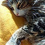 Zoé a rejoint le concours — aidez-le/la à gagner de superbes lots ! carnivoran, cat, cat_like_mammal, close_up, domestic_short_haired_cat, european_shorthair, fauna, fur, kitten, norwegian_forest_cat, paw, small_to_medium_sized_cats, snout, whiskers