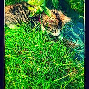 Zoé participe au concours pour gagner de l'argent avec cette photo : carnivoran, cat_like_mammal, ecosystem, fauna, grass, grass_family, herb, jungle, mammal, organism, plant, small_to_medium_sized_cats, tiger, whiskers, wildlife