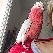 Lewis participe au concours pour gagner de l'argent avec cette photo : beak, bird, fauna, feather, neck, parrot, pink