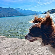 Marcus a rejoint le concours — aidez-le/la à gagner de superbes lots ! dog, pet, animal, fluffy, long_hair, brown_and_white, outdoors, lake, mountains, alpine, landscape, water, shoreline, sunny, blue_sky, scenic, travel, nature, windblown, portrait