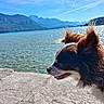 dog, pet, animal, fluffy, long_hair, brown_and_white, outdoors, lake, mountains, alpine, landscape, water, shoreline, sunny, blue_sky, scenic, travel, nature, windblown, portrait