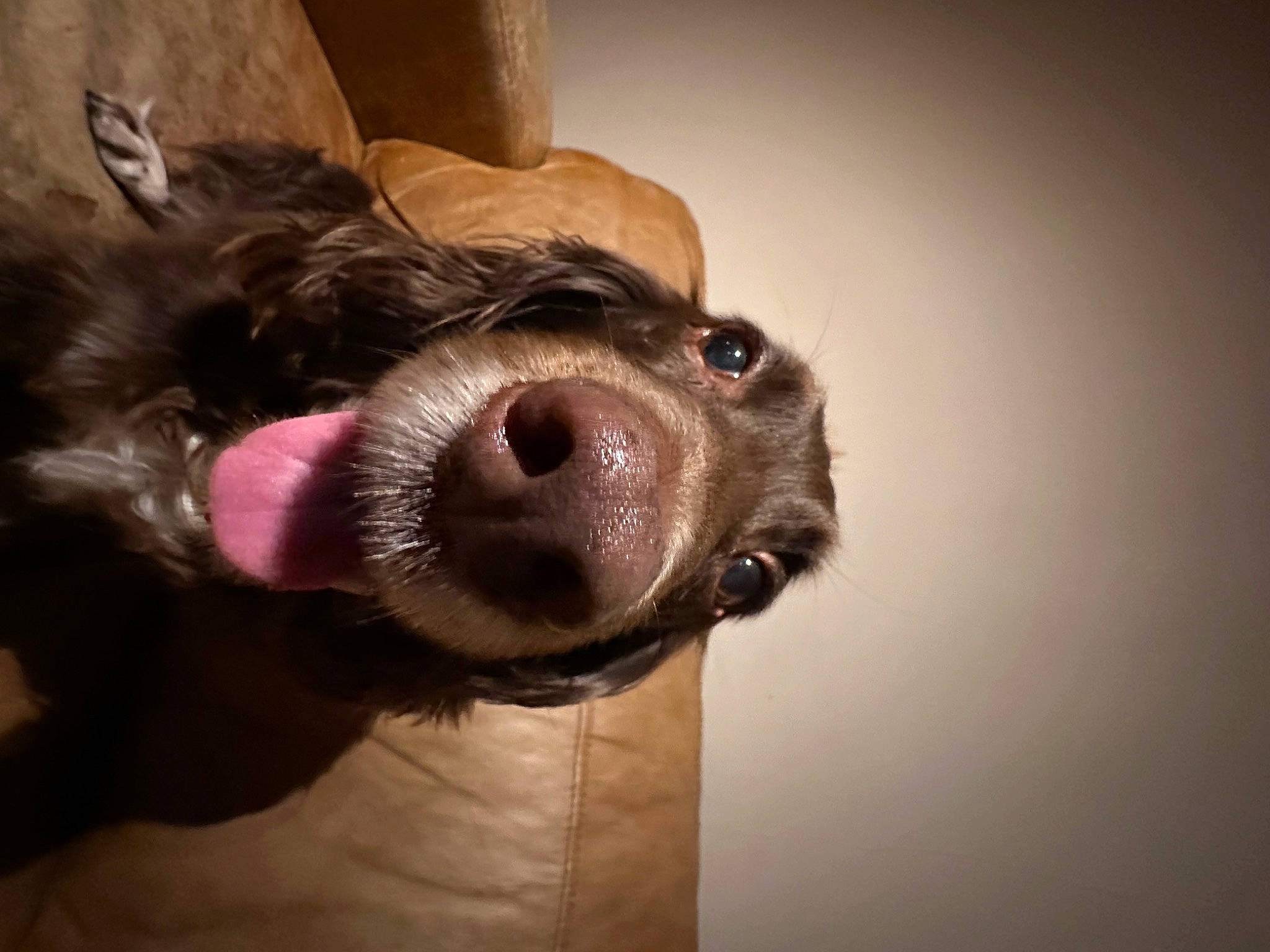 Tilly is registered to the contest to win money with this photo: carnivore, companion_dog, dog, dog_breed, ear, eye, fawn, fur, head, human_body, liver, paw, selfie, smile, snout, sporting_group, toy_dog, whiskers, working_animal, wrinkle