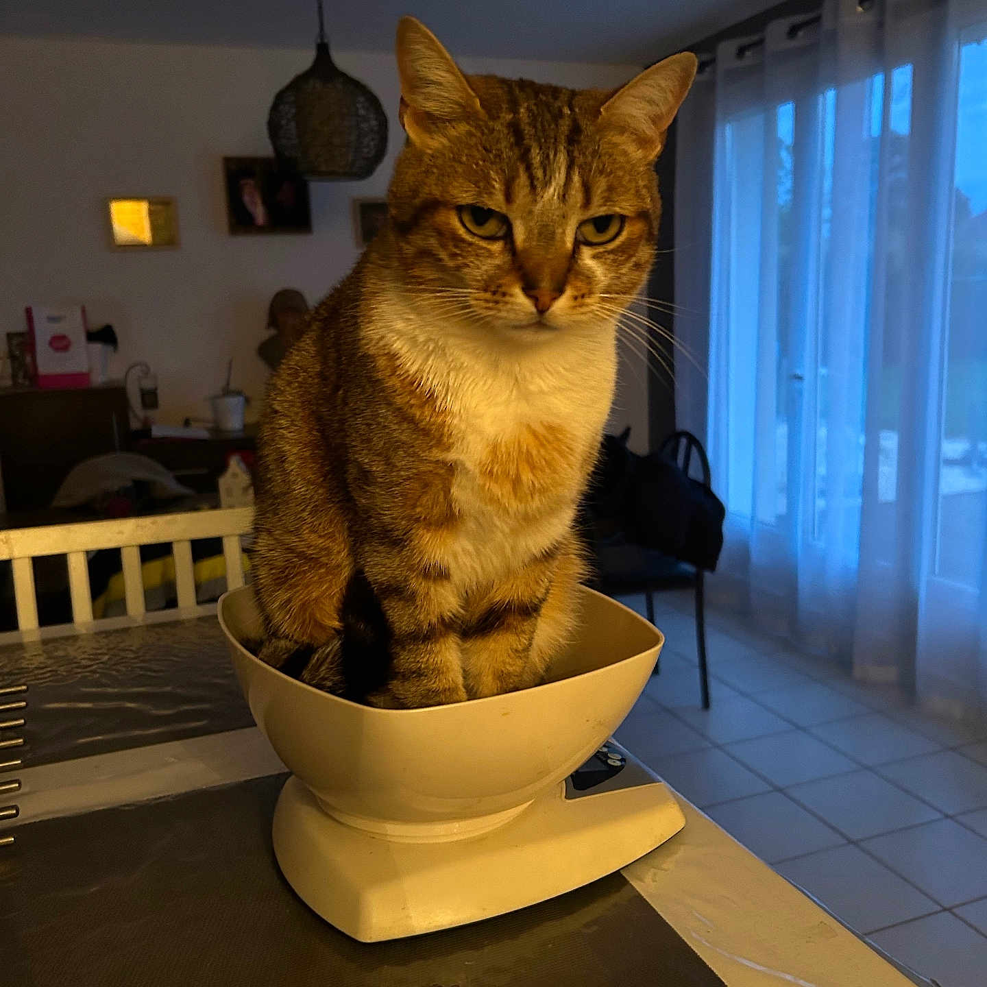 Potter a rejoint le concours — aidez-le/la à gagner de superbes lots ! abyssinian, accessories, animal, architecture, art, bag, building, cat, chair, cup, furniture, handbag, hardwood, indoors, livingroom, painting, person, pet, room, wood