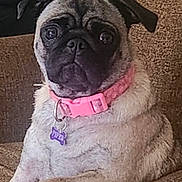 Piper joined the competition — help win amazing prizes! dog, pug, pet, collar, indoor, couch, brown, animal, sitting, cute, fur, face, ears, paw, looking, domestic_animal, companion, portrait, canine, resting