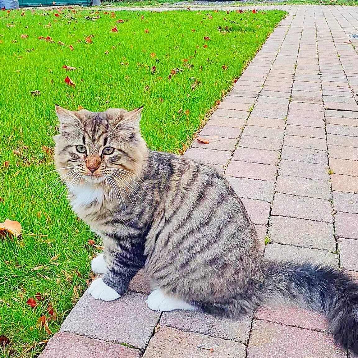 Titi Tadoussac a rejoint le concours — aidez-le/la à gagner de superbes lots ! asphalt, carnivore, cat, domestic_short_haired_cat, felidae, flooring, fur, grass, groundcover, paw, plant, road_surface, sidewalk, sitting, small_to_medium_sized_cats, snout, tail, terrestrial_animal, tree, whiskers