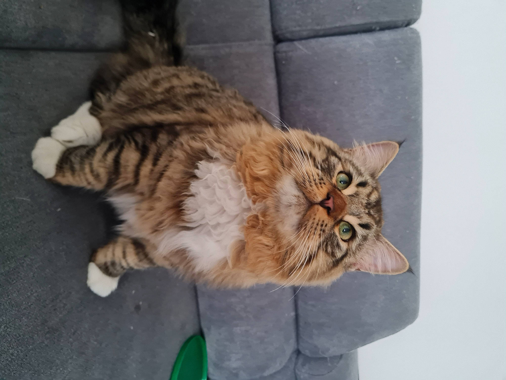 Titi Tadoussac participe au concours pour gagner de l'argent avec cette photo : carnivore, cat, claw, comfort, domestic_short_haired_cat, fawn, felidae, flooring, fur, paw, road_surface, sitting, small_to_medium_sized_cats, snout, tail, terrestrial_animal, whiskers