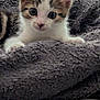Sunny a rejoint le concours — aidez-le/la à gagner de superbes lots ! kitten, cat, animal, pet, cute, furry, whiskers, ears, eyes, blanket, soft, indoor, young, fur, curious, resting, cozy, closeup, mammal, home