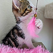 Sunny a rejoint le concours — aidez-le/la à gagner de superbes lots ! cat, close_up, curious, cute, feline, fluffy, focused, furry, indoor, kitten, paw, pet, pink_feather, playful, soft_texture, striped, tabby, toy, white_fur, young_animal