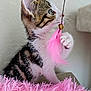 cat, close_up, curious, cute, feline, fluffy, focused, furry, indoor, kitten, paw, pet, pink_feather, playful, soft_texture, striped, tabby, toy, white_fur, young_animal