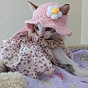 Sunny a rejoint le concours — aidez-le/la à gagner de superbes lots ! cat, animal, pet, dress, hat, crochet, flower, floral_pattern, blanket, soft, cute, cozy, indoor, feline, resting, curious, colorful, patterned, young_cat, adorable