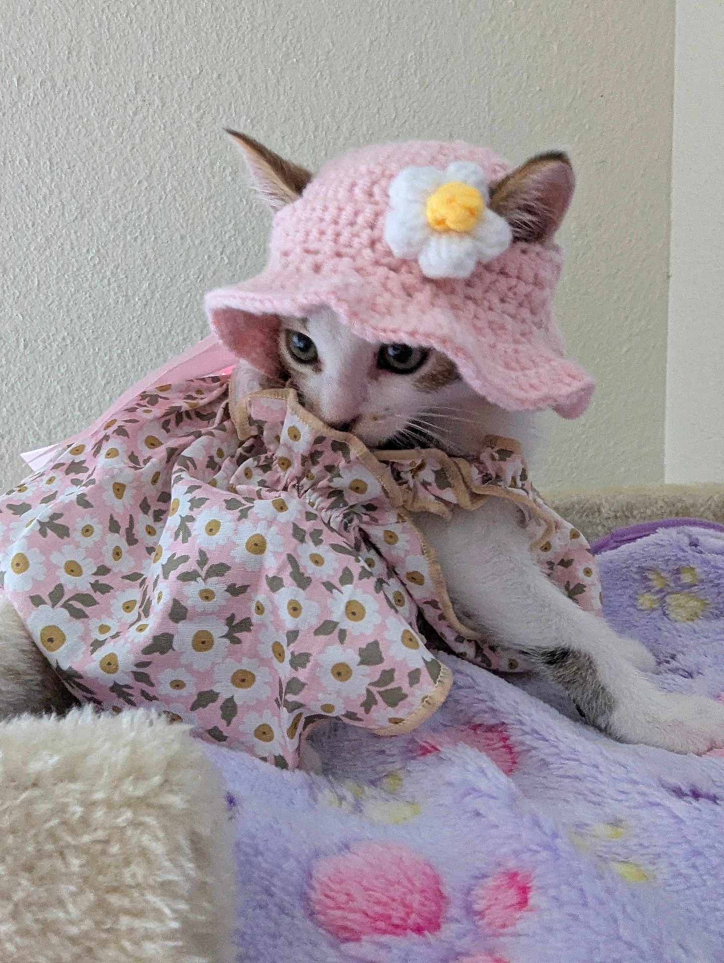 Sunny a rejoint le concours — aidez-le/la à gagner de superbes lots ! cat, animal, pet, dress, hat, crochet, flower, floral_pattern, blanket, soft, cute, cozy, indoor, feline, resting, curious, colorful, patterned, young_cat, adorable