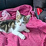 kitten, cat, tabby, white_fur, pink_blanket, plush_toy, octopus_toy, car_seat, pet, animal, cute, small, fur, resting, indoors, soft_texture, young, striped, laying, cozy