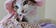 Sunny a rejoint le concours — aidez-le/la à gagner de superbes lots ! cat, kitten, pink_hat, crocheted_hat, flower, dress, floral_pattern, pet, animal, cute, whiskers, feline, indoor, blanket, purple_blanket, young_cat, curious, soft_texture, sitting, close_up