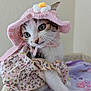 cat, kitten, pink_hat, crocheted_hat, flower, dress, floral_pattern, pet, animal, cute, whiskers, feline, indoor, blanket, purple_blanket, young_cat, curious, soft_texture, sitting, close_up