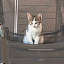 Sunny a rejoint le concours — aidez-le/la à gagner de superbes lots ! kitten, cat, animal, pet, chair, outdoor, mesh, fur, white, gray, striped, sitting, curious, young, nature, daylight, shadow, grass, relaxing, calm
