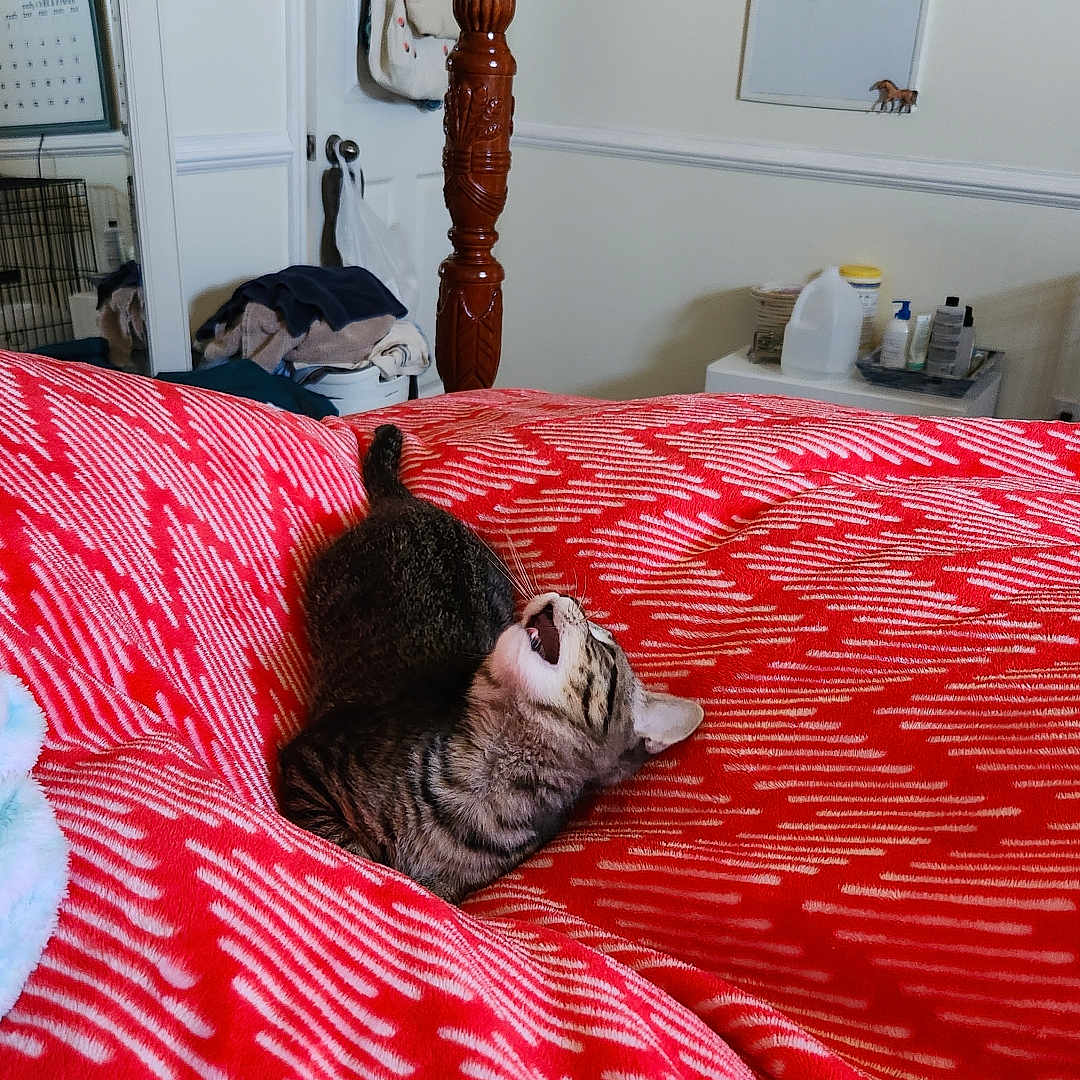 Olivia is registered to the contest to win money with this photo: bag, bedroom, blanket, calendar, cat, cozy, door, furniture, household_items, indoor, mirror, pet, red_blanket, tabby_cat, television, text_on_whiteboard, wall_art, whiteboard, wooden_bedpost, yawning_cat