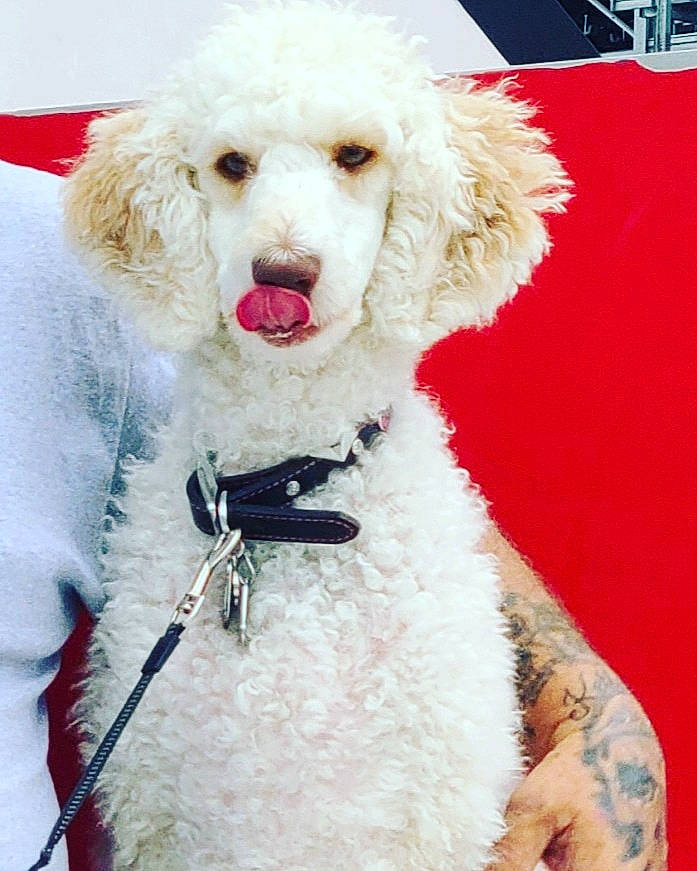 Harley Rose is registered to the contest to win money with this photo: canidae, carnivore, companion_dog, dog, dog_breed, goldendoodle, mammal, miniature_poodle, non_sporting_group, poodle, poodle_crossbreed, rare_breed_dog, sporting_group, standard_poodle, toy_dog, toy_poodle, vertebrate
