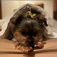 Lilly joined the competition — help win amazing prizes! animal, bed, black_fur, blanket, bow, brown_fur, close_up, companion, cozy, cute, dog, fur, green_bow, indoor, lying_down, pet, relaxed, sleepy, small_dog, soft_surface