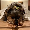 animal, bed, black_fur, blanket, bow, brown_fur, close_up, companion, cozy, cute, dog, fur, green_bow, indoor, lying_down, pet, relaxed, sleepy, small_dog, soft_surface