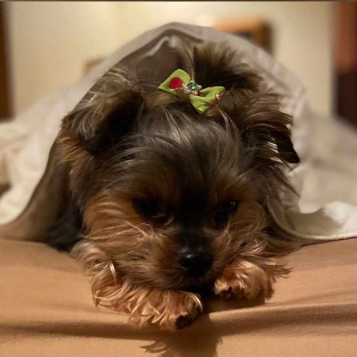 Lilly