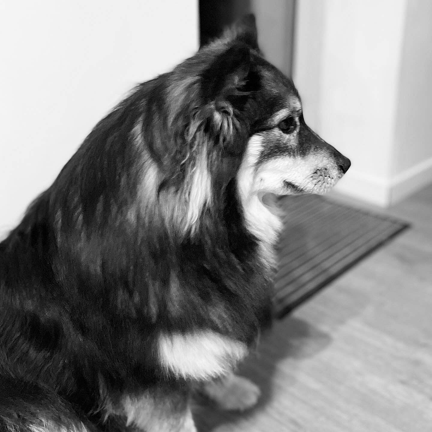 Bounty a rejoint le concours — aidez-le/la à gagner de superbes lots ! canidae, canis, carnivore, collie, companion_dog, dog, dog_breed, flooring, fur, hardwood, herding_dog, king_shepherd, monochrome, monochrome_photography, snout, sporting_group, terrestrial_animal, whiskers, wood, working_animal