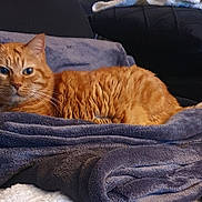 Douchka participe au concours pour gagner de l'argent avec cette photo : animal, blanket, cat, comfort, couch, cozy, cute, domestic, ears, fur, furniture, home, indoor, orange_tabby, pet, pile, relaxing, resting, soft, whiskers
