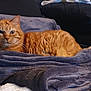 animal, blanket, cat, comfort, couch, cozy, cute, domestic, ears, fur, furniture, home, indoor, orange_tabby, pet, pile, relaxing, resting, soft, whiskers