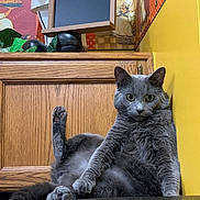 Weezer is registered to the contest to win money with this photo: animal, cat, chalkboard, chef_statue, curious, cute, feline, fur, grey_cat, handwritten_text, household, indoor, kitchen_decor, paw, pet, portrait, relaxed, sitting, wooden_cabinet, yellow_wall