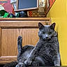 animal, cat, chalkboard, chef_statue, curious, cute, feline, fur, grey_cat, handwritten_text, household, indoor, kitchen_decor, paw, pet, portrait, relaxed, sitting, wooden_cabinet, yellow_wall