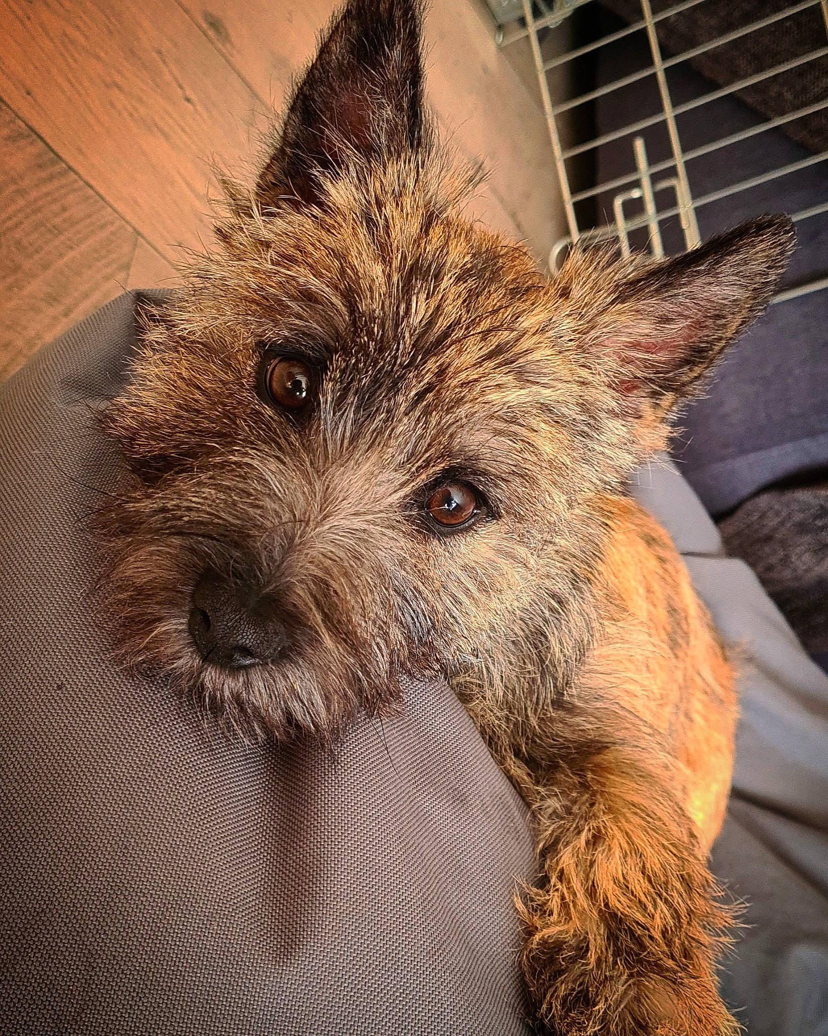 Taya a rejoint le concours — aidez-le/la à gagner de superbes lots ! ancient_dog_breeds, australian_terrier, canidae, carnivore, companion_dog, dog, dog_breed, fawn, fur, small_terrier, snout, sporting_group, terrestrial_animal, terrier, toy_dog, whiskers