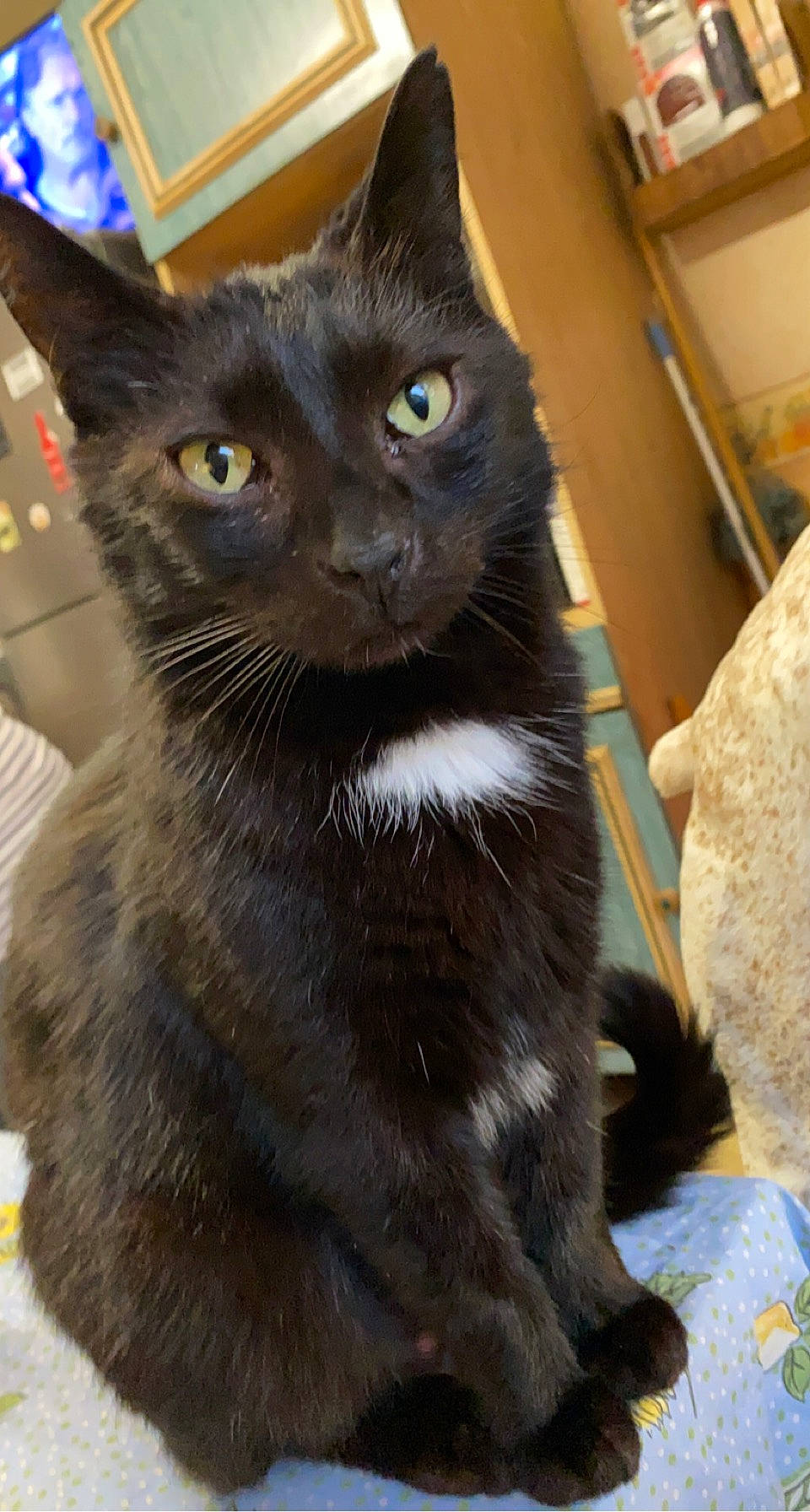 Chacha a rejoint le concours — aidez-le/la à gagner de superbes lots ! black_cat, carnivore, cat, cat_furniture, cat_supply, claw, domestic_short_haired_cat, felidae, fur, havana_brown, small_to_medium_sized_cats, snout, tail, terrestrial_animal, whiskers