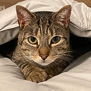 Ozzie is registered to the contest to win money with this photo: cat, tabby_cat, pet, animal, fur, whiskers, ears, eyes, blanket, bed, cozy, indoor, resting, cute, closeup, portrait, feline, paws, comfort, sleepy