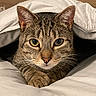 cat, tabby_cat, pet, animal, fur, whiskers, ears, eyes, blanket, bed, cozy, indoor, resting, cute, closeup, portrait, feline, paws, comfort, sleepy