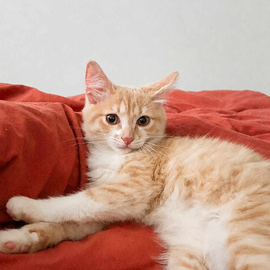 Summer participe au concours pour gagner de l'argent avec cette photo : cat, orange_tabby, pet, animal, cute, feline, relaxed, indoor, blanket, red_blanket, lying_down, curious, whiskers, ears, fur, paw, resting, cozy, domestic_cat, light_gray_wall