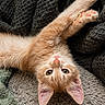 Summer participe au concours pour gagner de l'argent avec cette photo : cat, kitten, orange_cat, pet, animal, feline, cute, fur, whiskers, eyes, ears, paw, blanket, texture, cozy, indoor, relaxed, lying_down, close_up, portrait