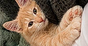 Summer participe au concours pour gagner de l'argent avec cette photo : adorable, animal, blanket, cat, closeup, cozy, curious, cute, feline, fur, indoor, kitten, orange_tabby, paw, pet, snuggle, soft, texture, whiskers, young