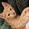 kitten, cat, orange_tabby, paw, whiskers, cute, pet, animal, feline, fur, closeup, cozy, blanket, texture, snuggle, curious, soft, indoor, young, adorable